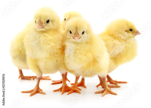 Wallpaper Mural Five yellow chickens. Torontodigital.ca