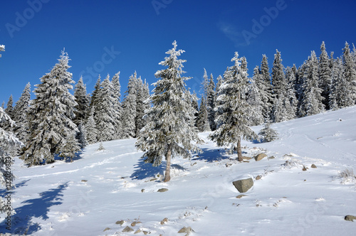 Snow covered pine tree forest