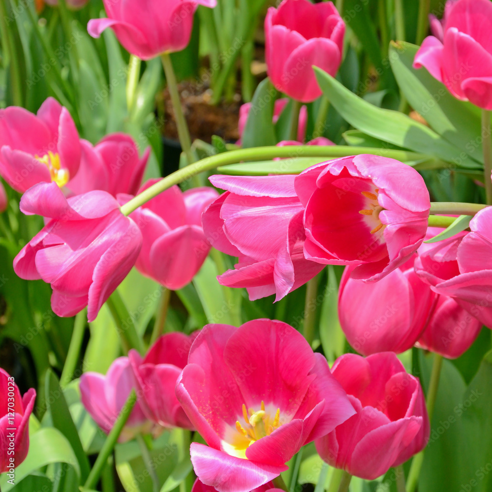 Fototapeta premium Blossom tulip in the spring garden.