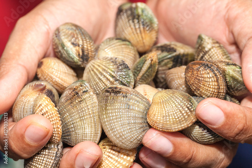 fresh seafood shells