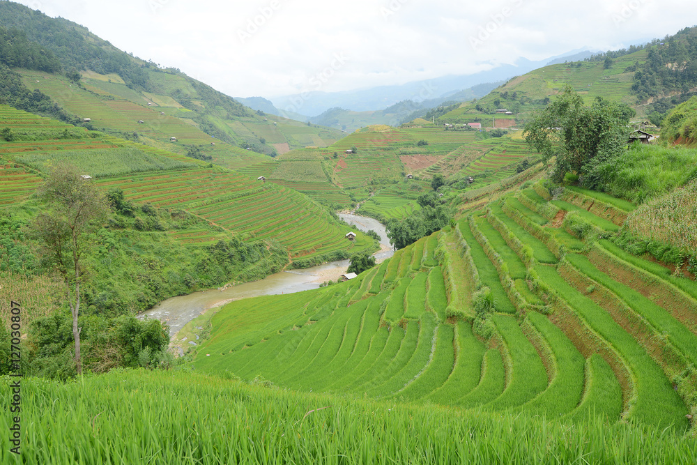Fototapeta premium wietnamski taras ryżowy