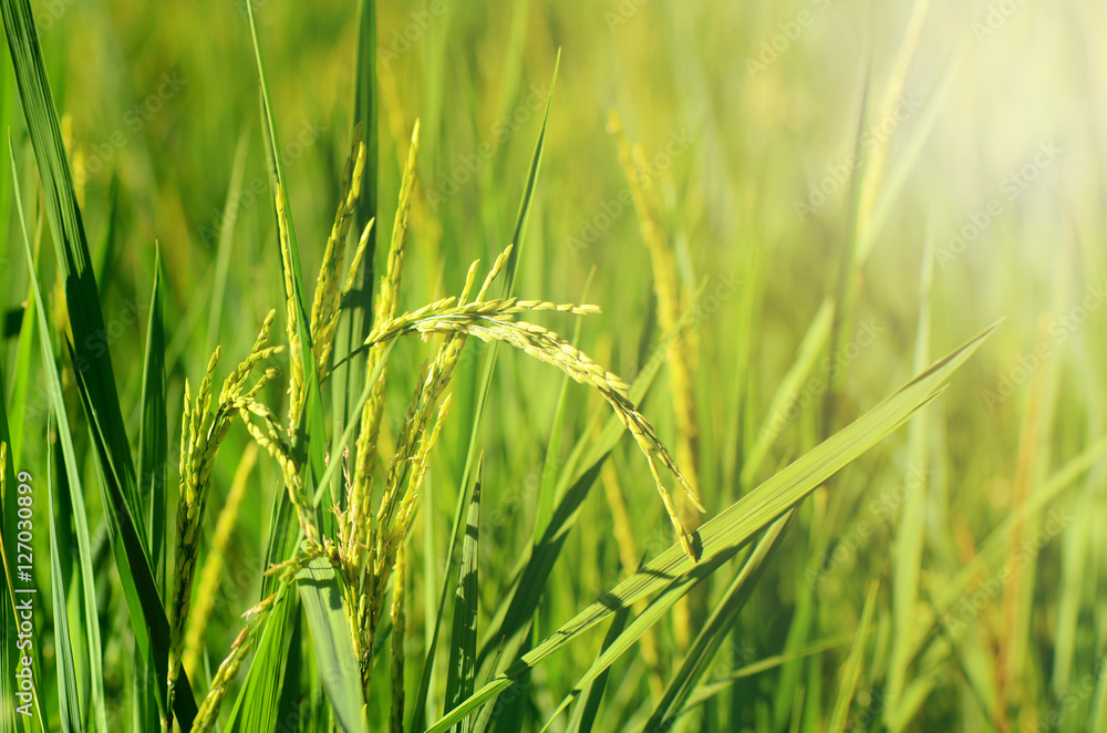 Obraz premium Jasmin Rice Plantation Field in Evening Light.