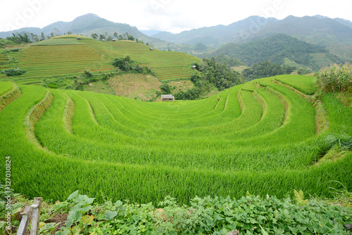 vietnam rice terrace