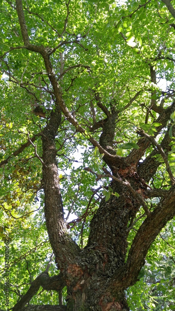 Fototapeta premium Albero del giuggiolo