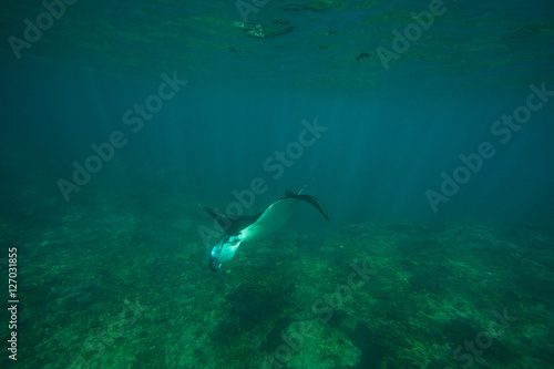 Diving with giant oceanic manta ray  Batu Lumbung  Manta Point   Indonesia  