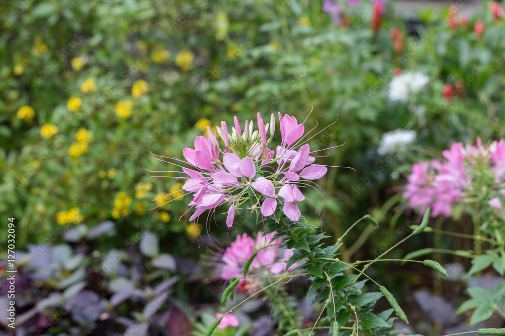 Beautiful Cleome Flower with drop water in the morning
