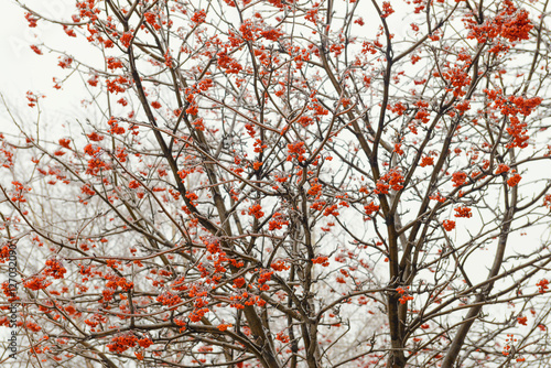 freezing rain on the branches and a bunch of rowan