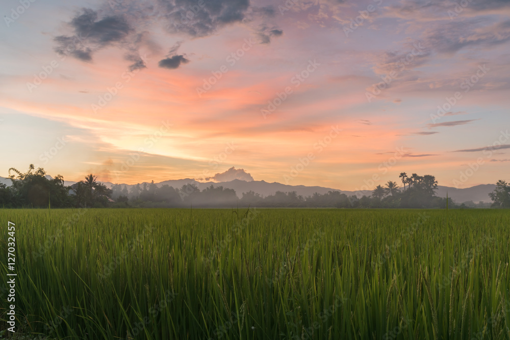 rice filed at sunset