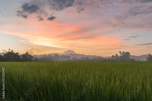 rice filed at sunset