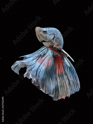 Fototapeta Naklejka Na Ścianę i Meble -  Colorful Betta fish,Siamese fighting fish in movement
