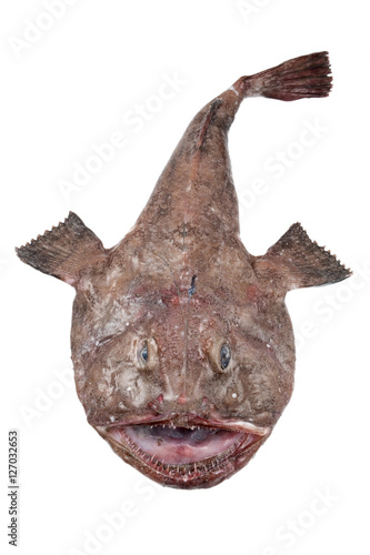 Monkfish