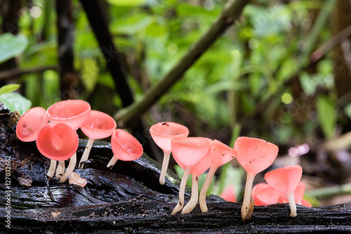 Fungi cup, red Mushroom Champagne Cup, Pink burn cup, Tarzetta R