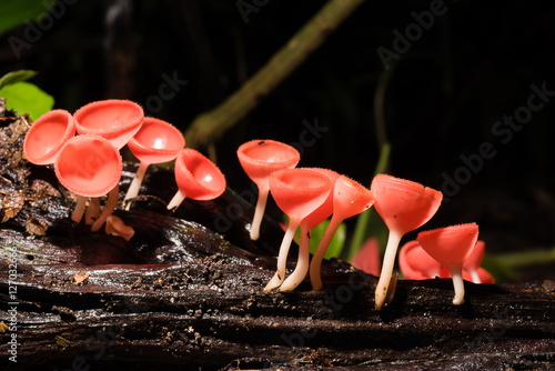 Fungi cup, red Mushroom Champagne Cup, Pink burn cup, Tarzetta R