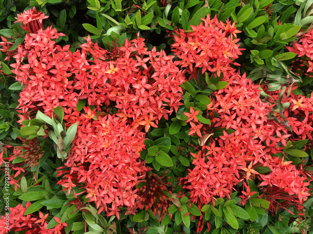 Red flower spike, Rubiaceae flower, Ixora coccinea for backgroun