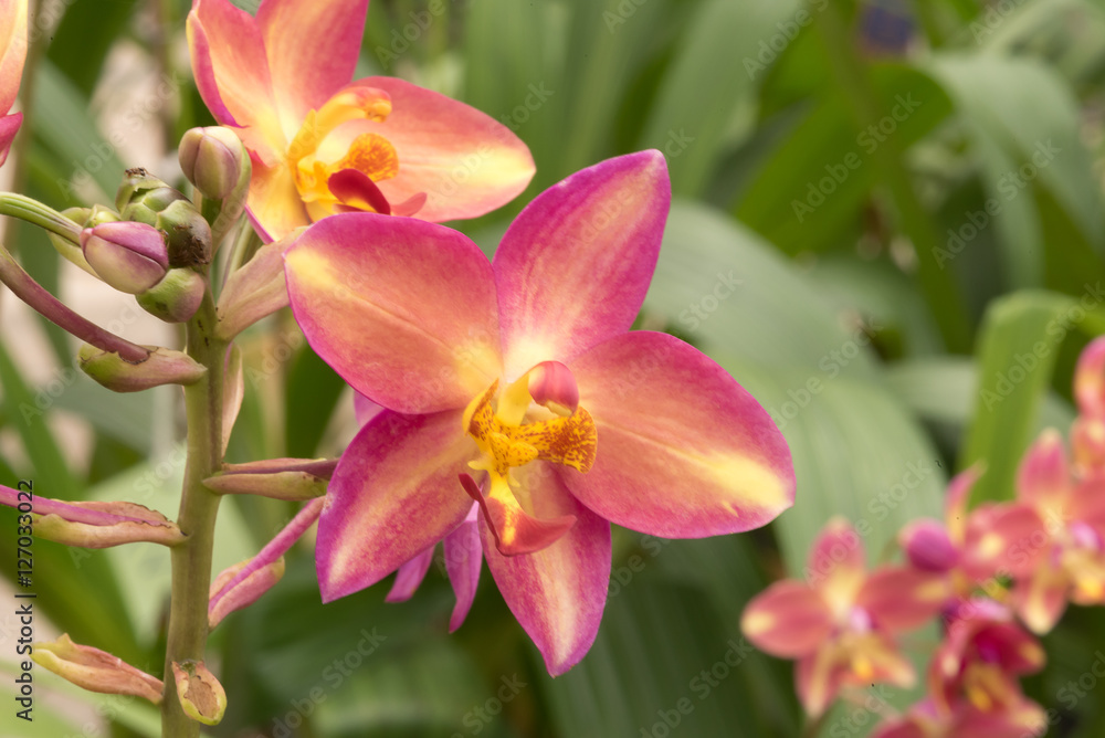 Beautiful orchid flowers : selective focus. Beautiful orchid flowers : selective focus.