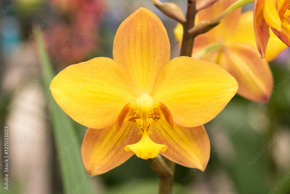 Yellow orchid flower : selective focus. Yellow orchid flower : selective focus.