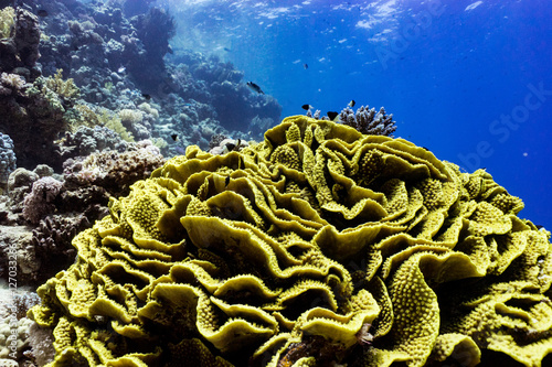 salad coral view