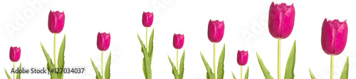 panorama pink tulip flower  stem  leaves fringe