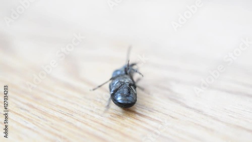 Black beetle lying on its back on wooden background trying to get up but unable to do it photo