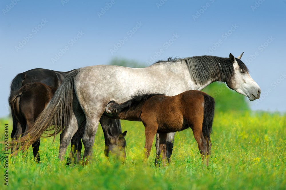 Mare with colt in herd on spring pasture