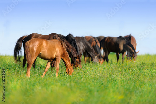 Horse herd grazing on pasture