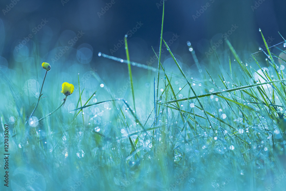 fresh herbs and yellow flowers with water drops on natura
