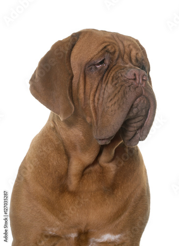 young dogue de bordeaux