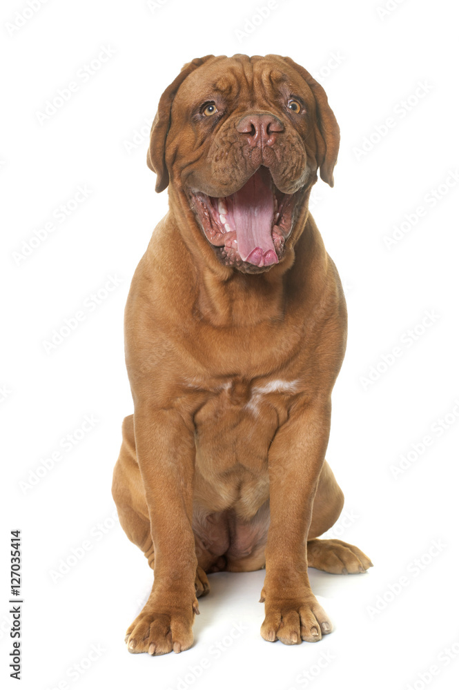 young dogue de bordeaux young dogue de bordeaux