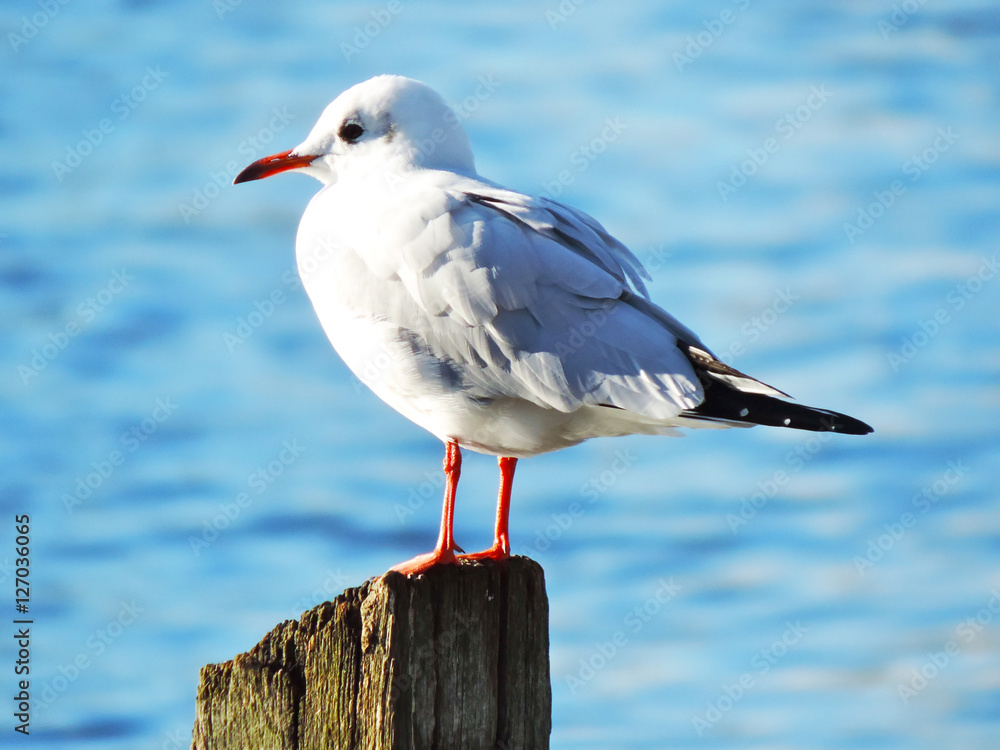 sea gull sitting on a wooden pillar, close-up shot. sea gull sitting on a wooden pillar, close-up shot.