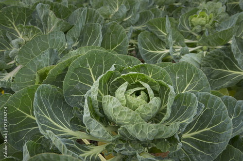 Sprouts. Vegetable. Flevopolder Netherlands. Farming. F photo