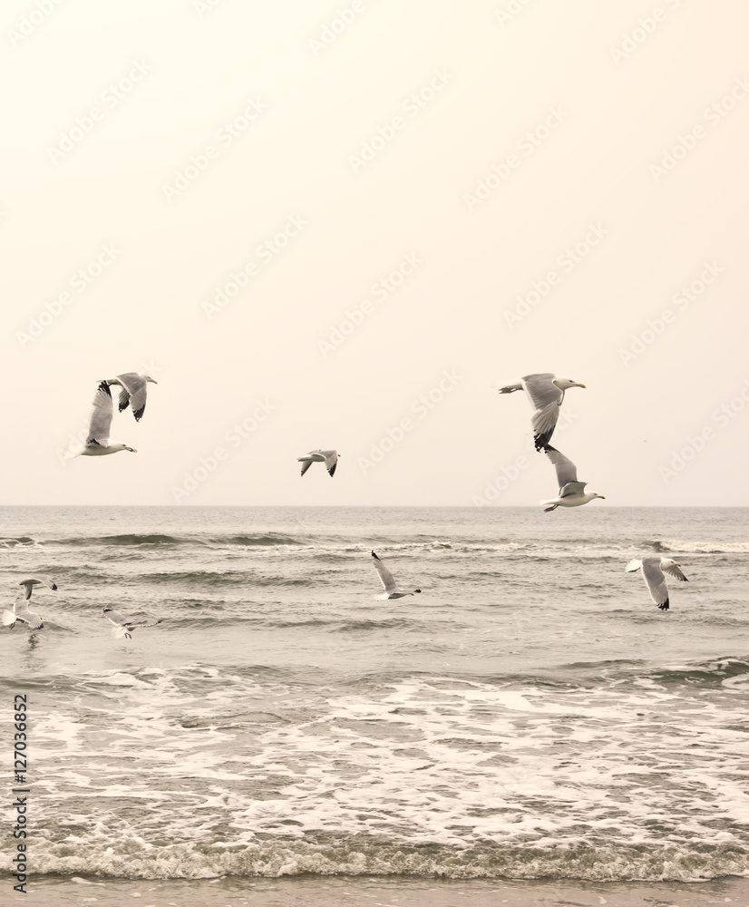 Naklejka premium Seagulls on the beach, sepia toned image.