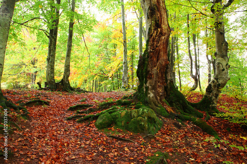 Beech forest on the slopes of the Carpathians in the golden autumn season