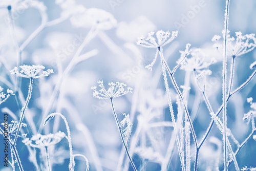Fototapeta Naklejka Na Ścianę i Meble -  delicate openwork flowers in the frost. Gently blue frosty natural winter background. Beautiful winter morning in the fresh air. Soft focus.
