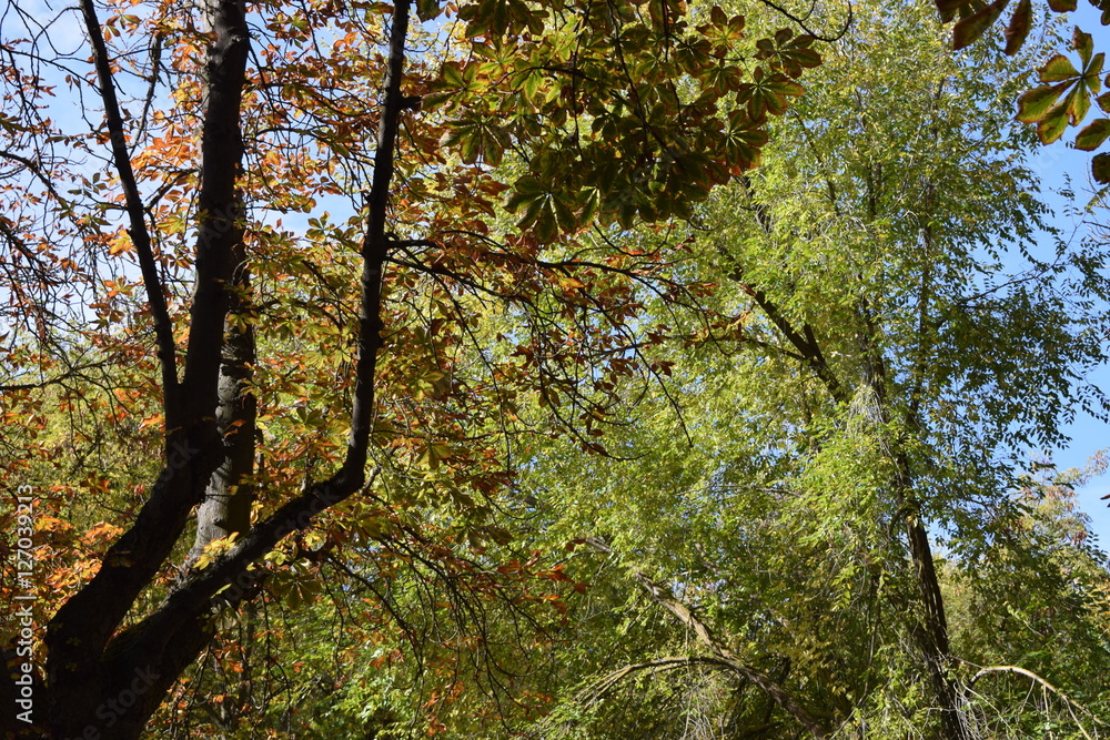 Fototapeta premium Bosques