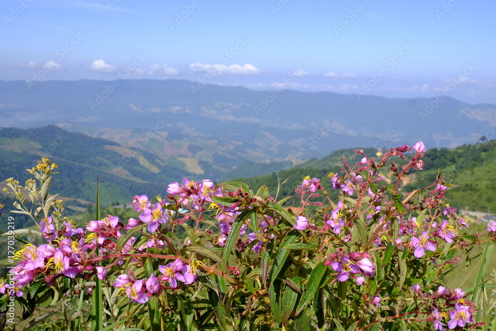 Obraz premium landscape with blue sky and wild flowers in the foreground