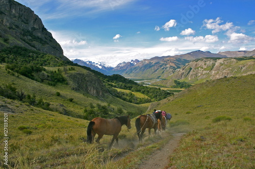 horses in Patagonia near el chalten, Argentina