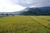 Paddy yellow rice, mountain background