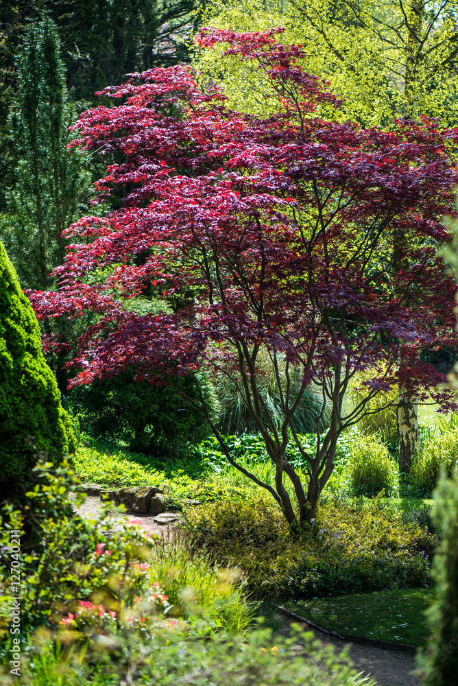  Springtime in Public English Garden