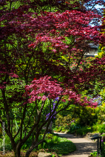  Springtime in Public English Garden © manuta
