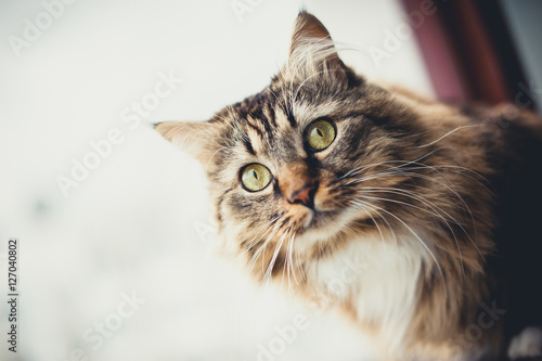 Fototapeta Naklejka Na Ścianę i Meble -  Gray kitten cat with stripped fur chest