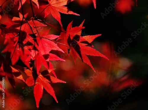 red leaves 