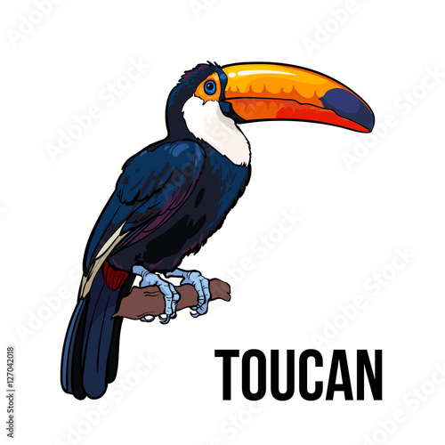 Hand drawn toucan seating on a tree branch, colorful sketch style vector illustration isolated on white background. Hand drawing of toucan, scientific ornithological illustration