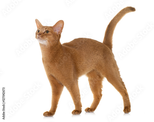 Abyssinian cat in studio photo