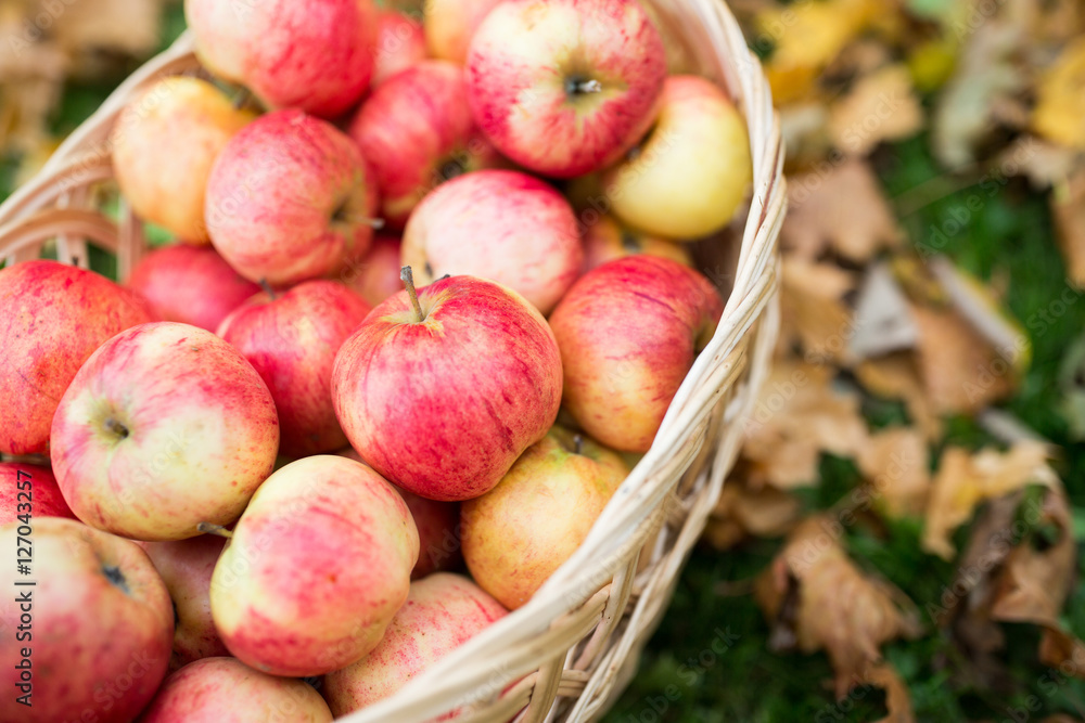 wicker basket of ripe red apples at autumn garden wicker basket of ripe red apples at autumn garden