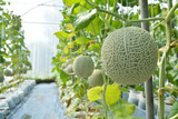 Melon in farm organic