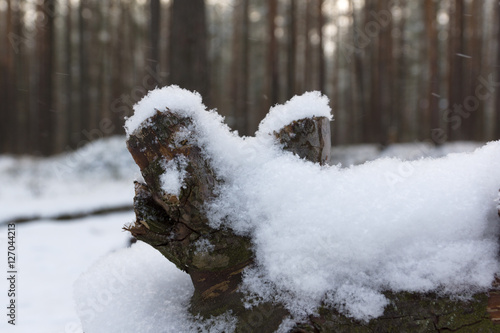 winter in the forest © Aliaksei Luskin