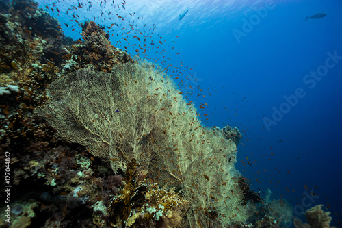 giant gorgonian seascape