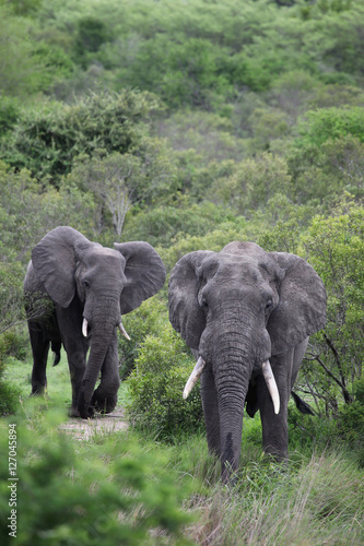 Two African elephant. Adult males with tusks going