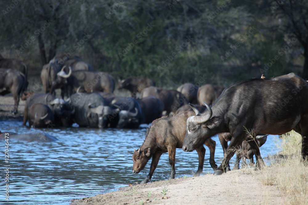 Calf and cow African Buffalo come to the waterhole Calf and cow African Buffalo come to the waterhole