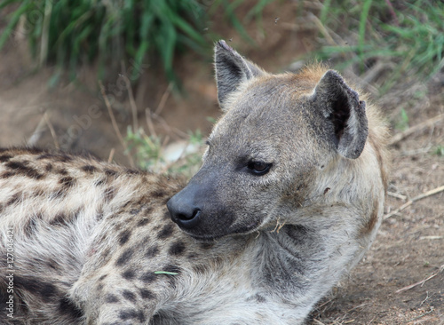Female African hyenas. Spotted hyena in Kruger Park.